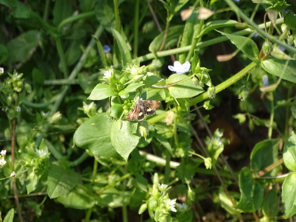 Panemeria tenebrata ?
